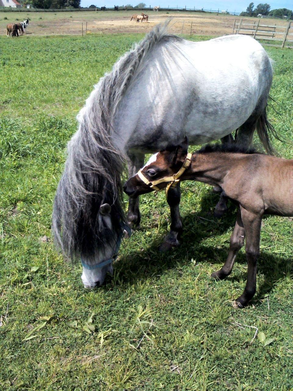 Dartmoor Godbjergs Nuggi<3<3 billede 6