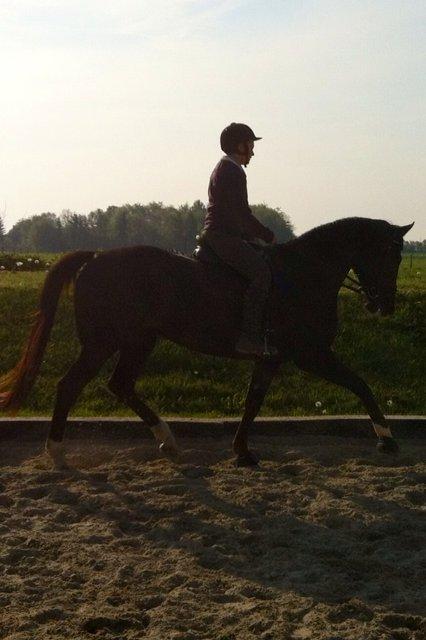 Dansk Varmblod Vallentina Bellisima - Lidt afslappende ridning billede 1