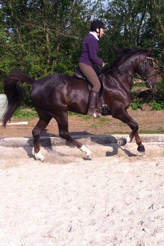 Dansk Varmblod Vallentina Bellisima - Lidt mere hygge ridning :) billede 11