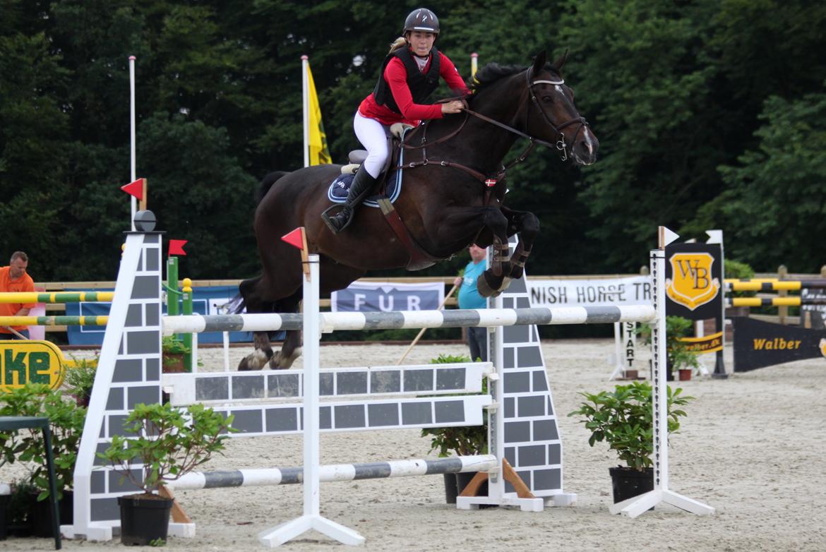 Hollandsk Varmblod Tim Town - Velkommen til Tim Town's profiltekst :-) Bækgaarden Horse festival 2012 landsstævne - Billede taget af: Anne Krogh billede 1