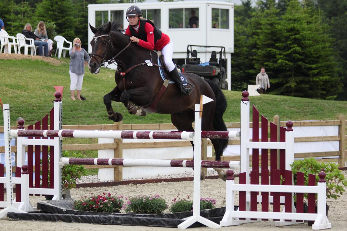 Hollandsk Varmblod Tim Town - Bækgaarden Horse festival 2012 landsstævne - Billede taget af: Anne Krogh billede 18