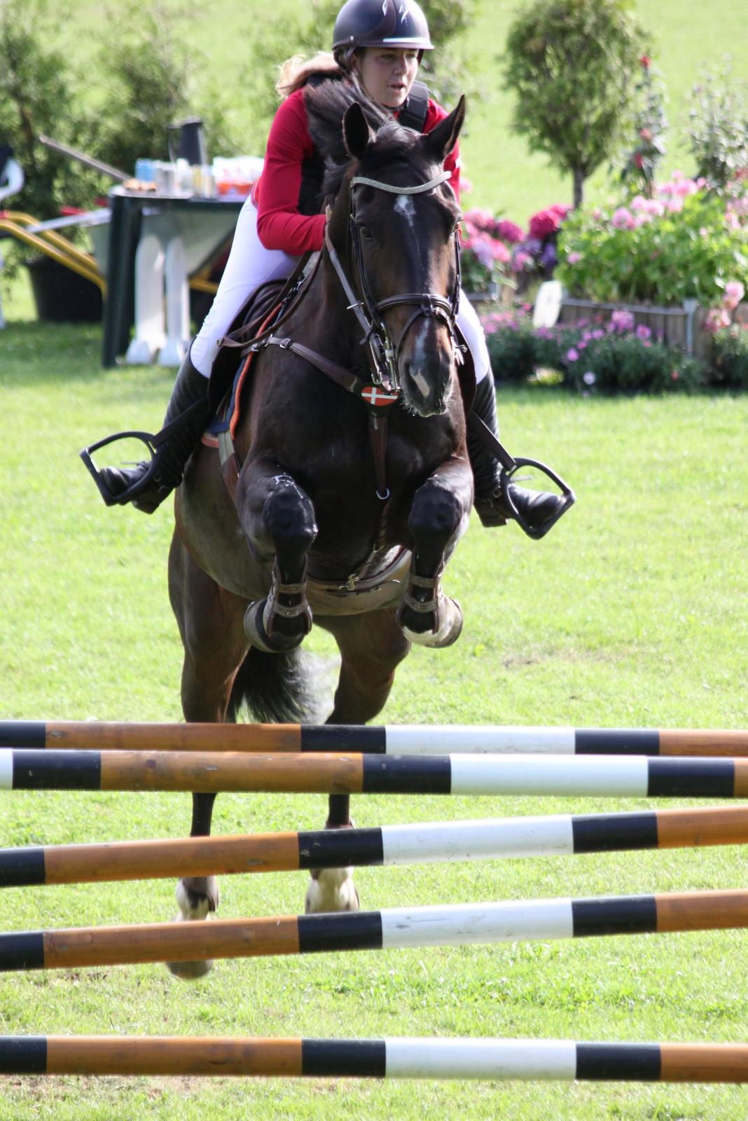 Hollandsk Varmblod Tim Town - Bækgaarden Horse festival 2012 landsstævne - Billede taget af: Anne Krogh billede 2