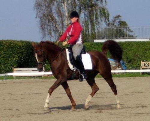 DSP Firhøjs Pernod Solgt billede 1