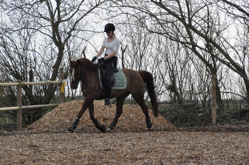 DSP Firhøjs Pernod Solgt billede 2