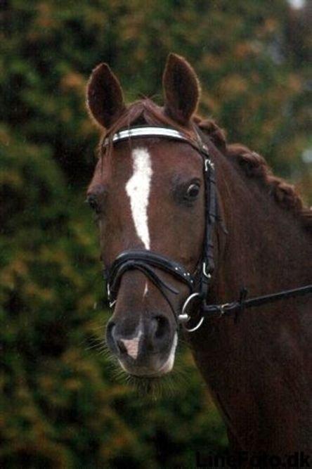 DSP Firhøjs Pernod Solgt billede 3