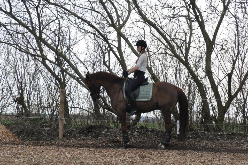 DSP Firhøjs Pernod Solgt billede 4