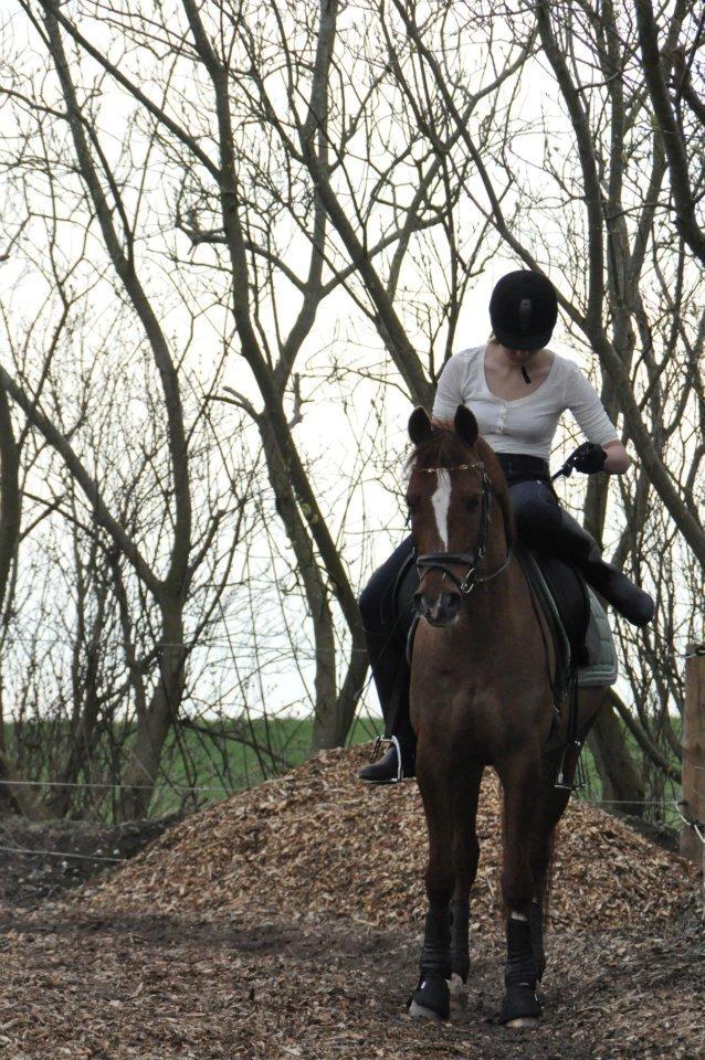 DSP Firhøjs Pernod Solgt billede 5