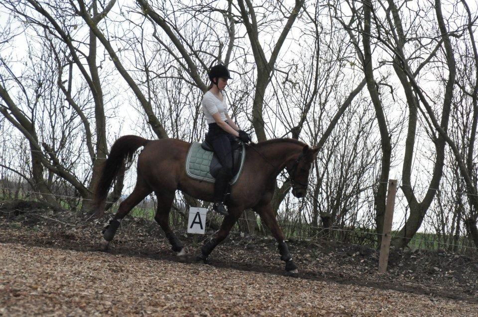 DSP Firhøjs Pernod Solgt billede 6