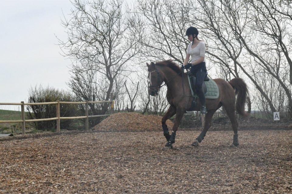 DSP Firhøjs Pernod Solgt billede 7