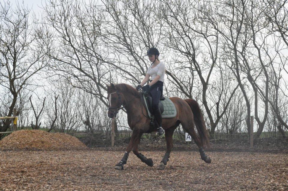 DSP Firhøjs Pernod Solgt billede 8