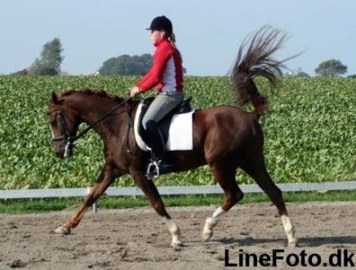 DSP Firhøjs Pernod Solgt billede 9