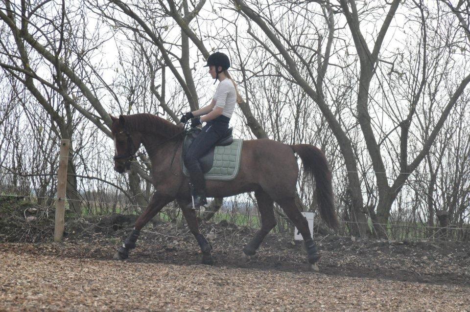 DSP Firhøjs Pernod Solgt billede 10