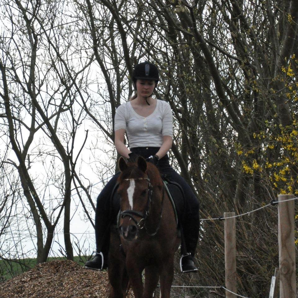 DSP Firhøjs Pernod Solgt billede 11