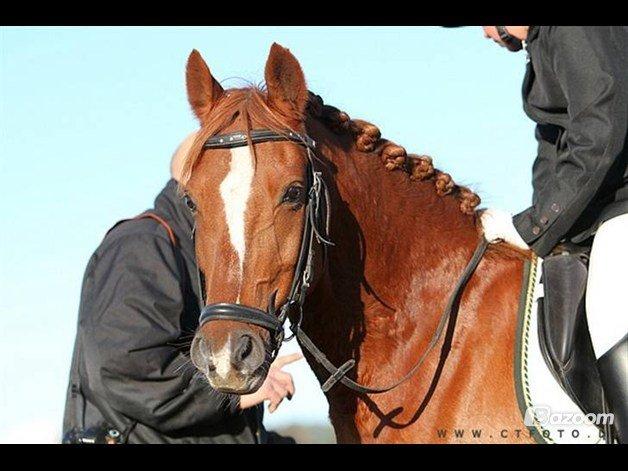 DSP Firhøjs Pernod Solgt billede 12