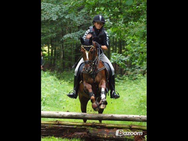 DSP Firhøjs Pernod Solgt billede 13