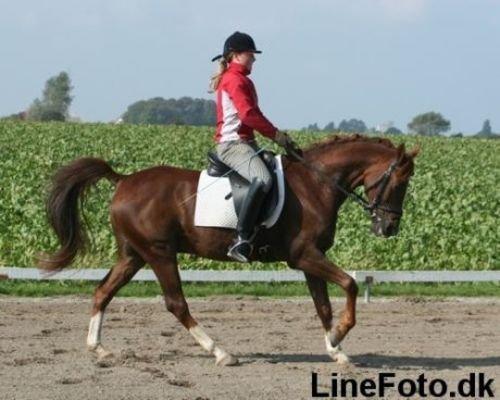 DSP Firhøjs Pernod Solgt billede 14