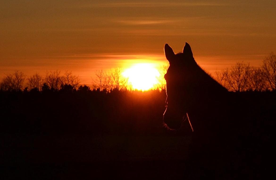 Dansk Varmblod Raphaella-W - Smuk solnedgang - Smuk hest! billede 9