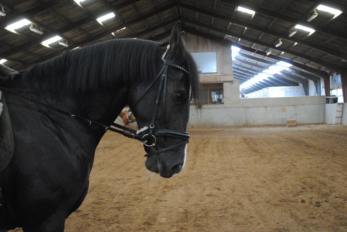 Oldenborg Bødkers bonzai billede 15