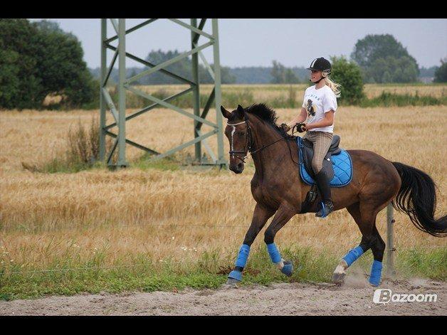 Hannoveraner Ramina billede 13