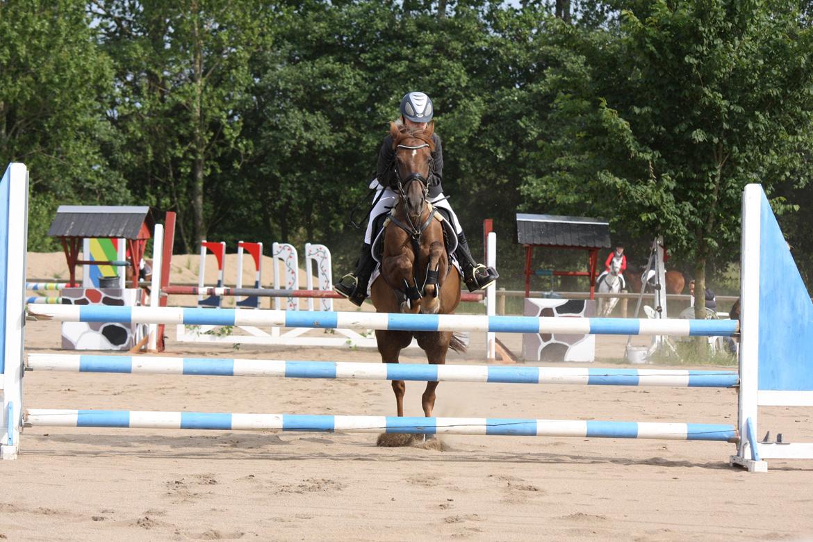 Hollandsk Sportspony B-PONY! Butterfly.  - LA i Svebølle/Nordvestsjællands rideklub billede 6