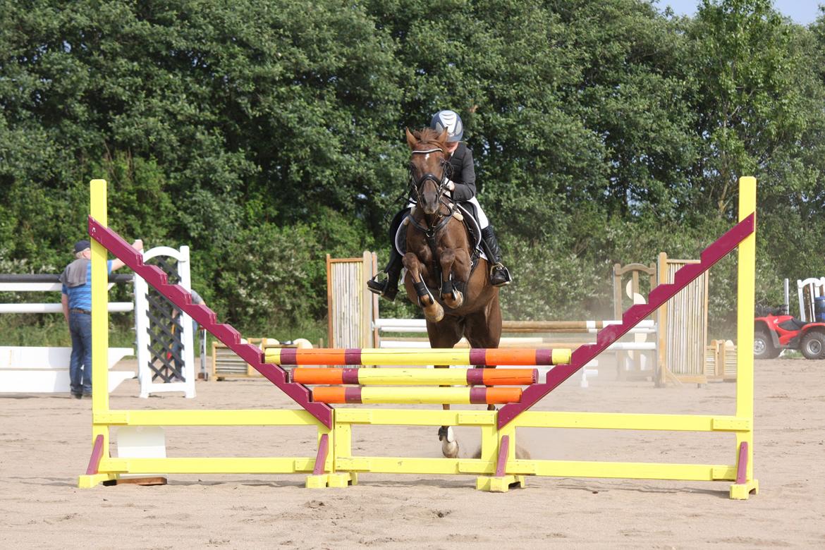 Hollandsk Sportspony B-PONY! Butterfly.  - LA i Svebølle. billede 12