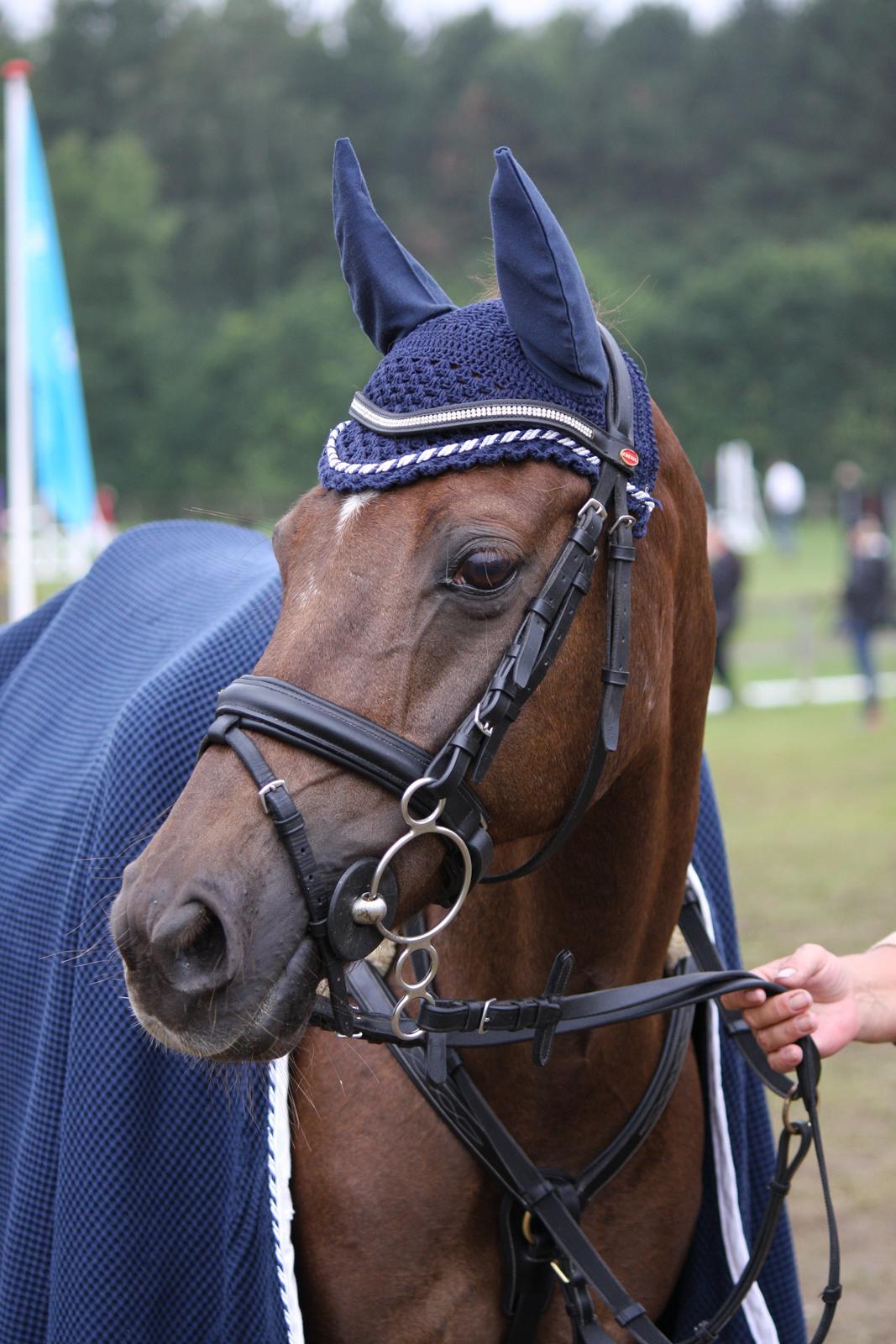 Hollandsk Sportspony B-PONY! Butterfly.  - Billede fra D4 Horseshow i Odsherred 2012. billede 3