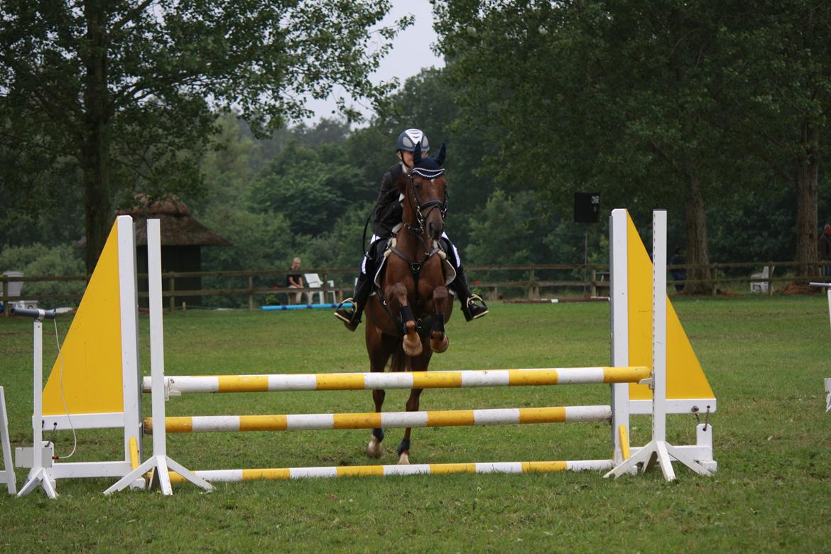 Hollandsk Sportspony B-PONY! Butterfly.  - LB D4 Horseshow i Odsherred 2012. billede 4