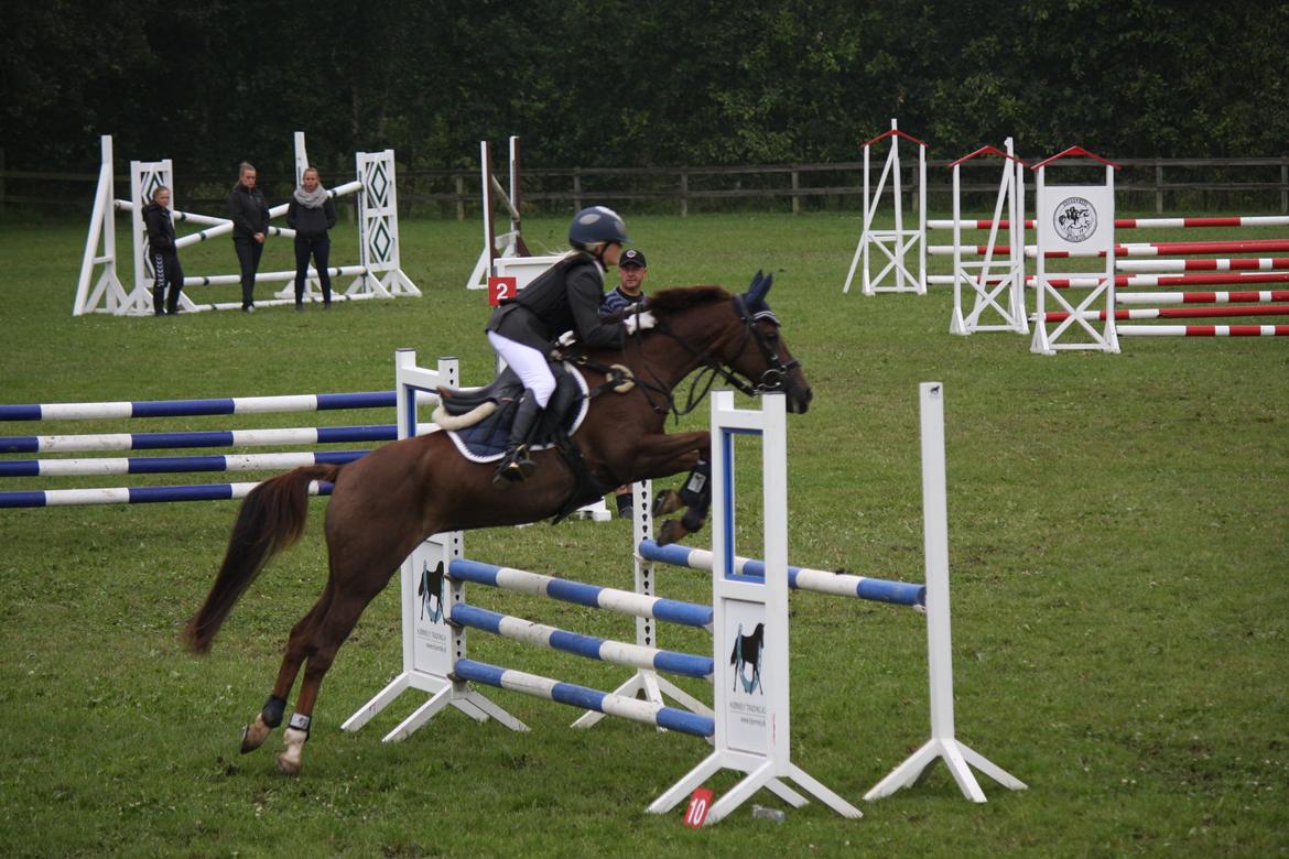 Hollandsk Sportspony B-PONY! Butterfly.  - Velkommen til Butterfly's profil. Billede fra LA til D4 Horseshow i Odsherred 2012. billede 1