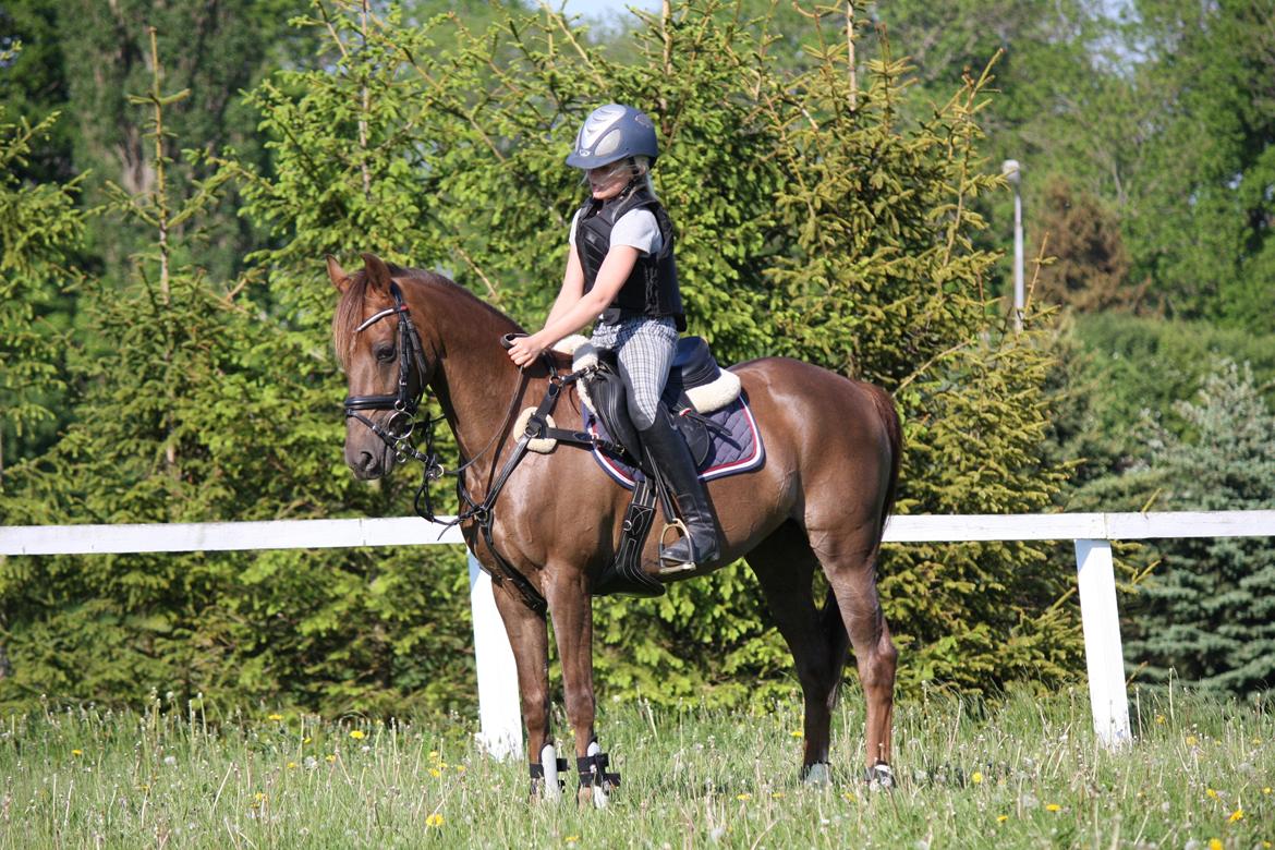 Hollandsk Sportspony B-PONY! Butterfly.  - Springtræning på Holbæk rideklub. billede 5