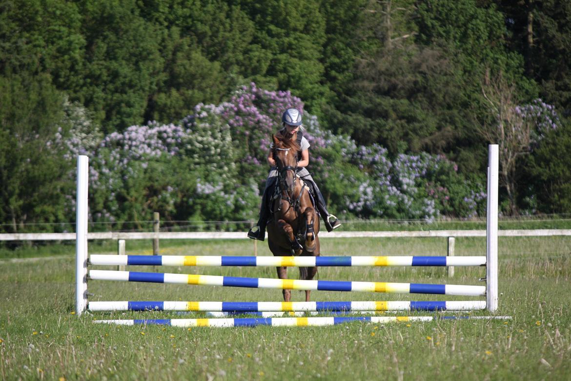 Hollandsk Sportspony B-PONY! Butterfly.  - Springtræning på Holbæk rideklub billede 8