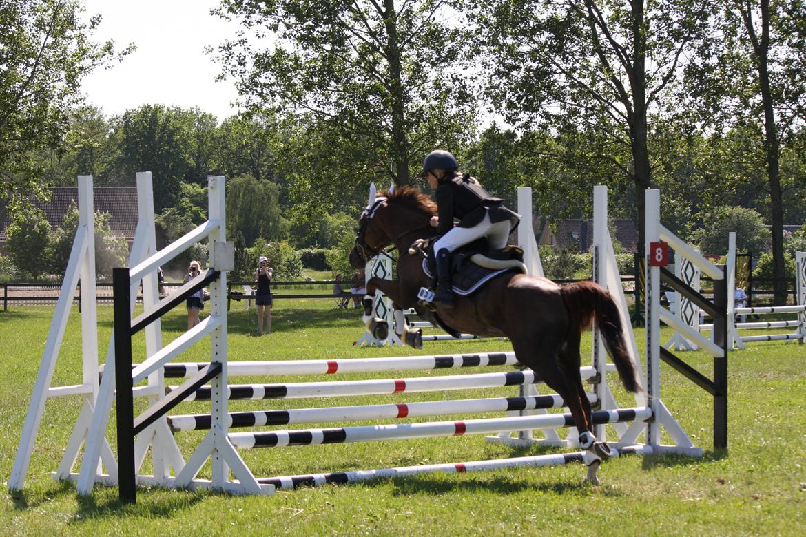 Hollandsk Sportspony B-PONY! Butterfly.  - LA i Odsherred til D4 Horseshow billede 11