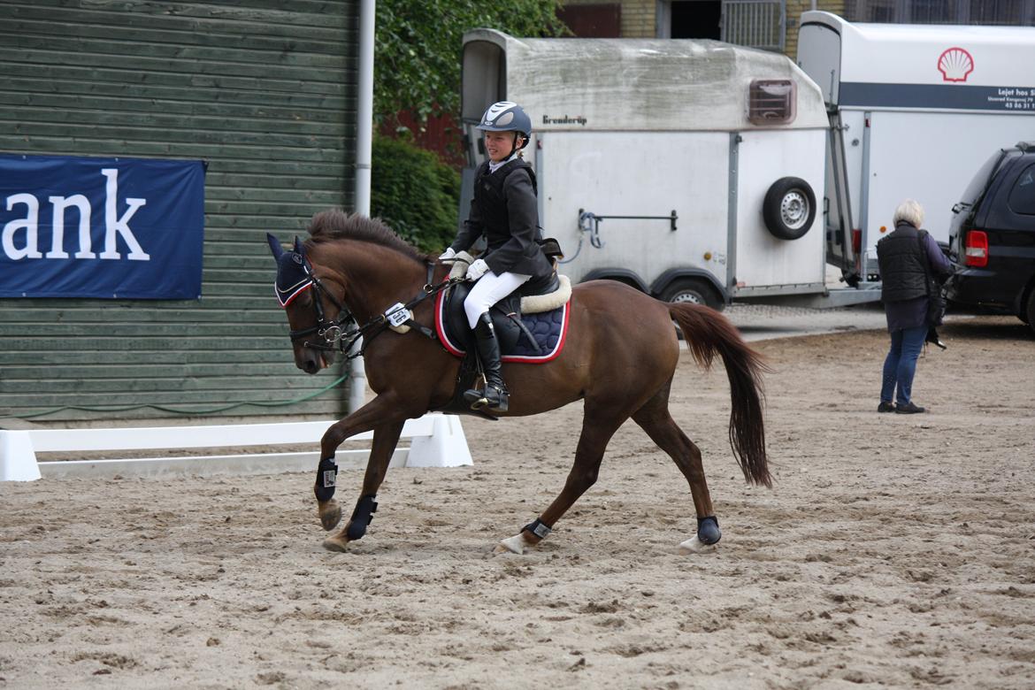 Hollandsk Sportspony B-PONY! Butterfly.  - Opvarmning i Slagelse billede 7