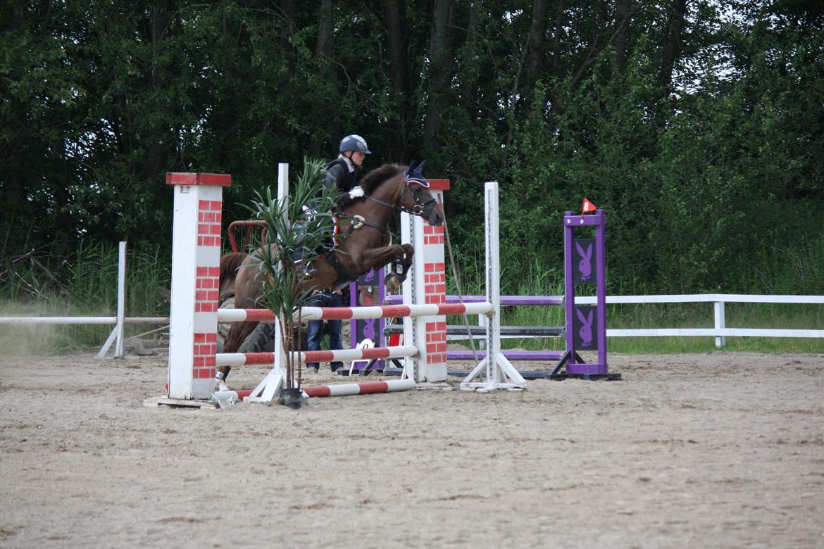 Hollandsk Sportspony B-PONY! Butterfly.  - Slagelse rideklub billede 2