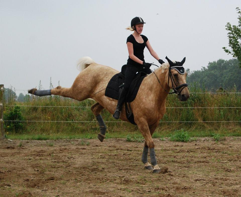 Palomino Axélls Bette Davis - Rodeo dyret! Den 7. juli 2012. billede 3
