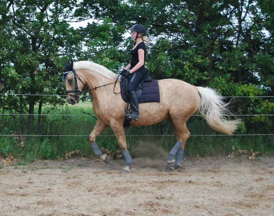 Palomino Axélls Bette Davis - Piaff :-D Hehe, ligner vildt meget at vi laver piaff eller passage..
7. juli 2012.. billede 4