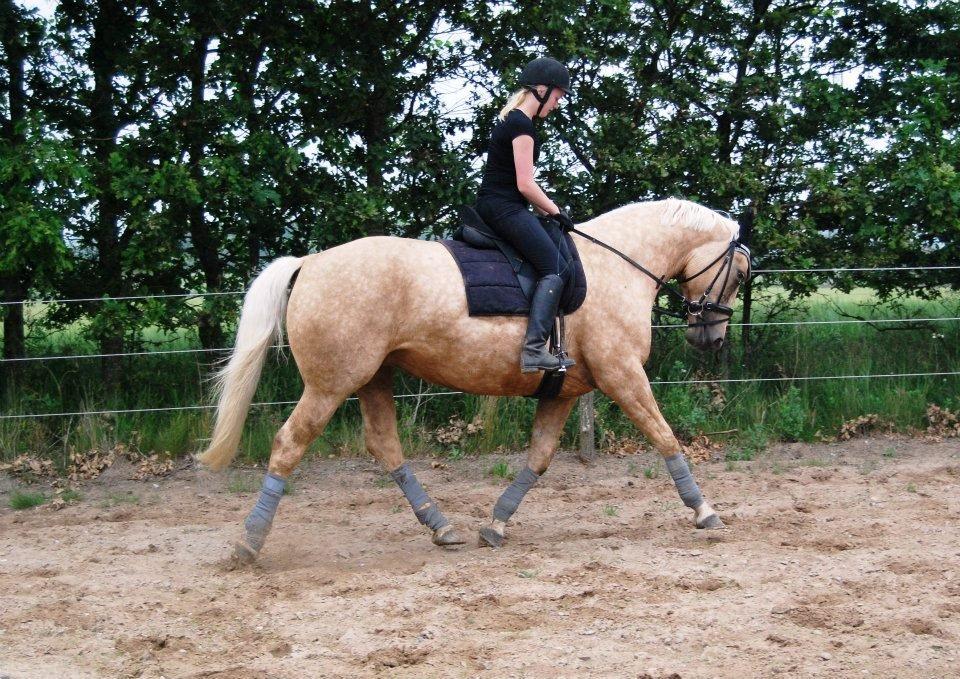 Palomino Axélls Bette Davis - uff! dressur træning den 7. juli 2012.. billede 19