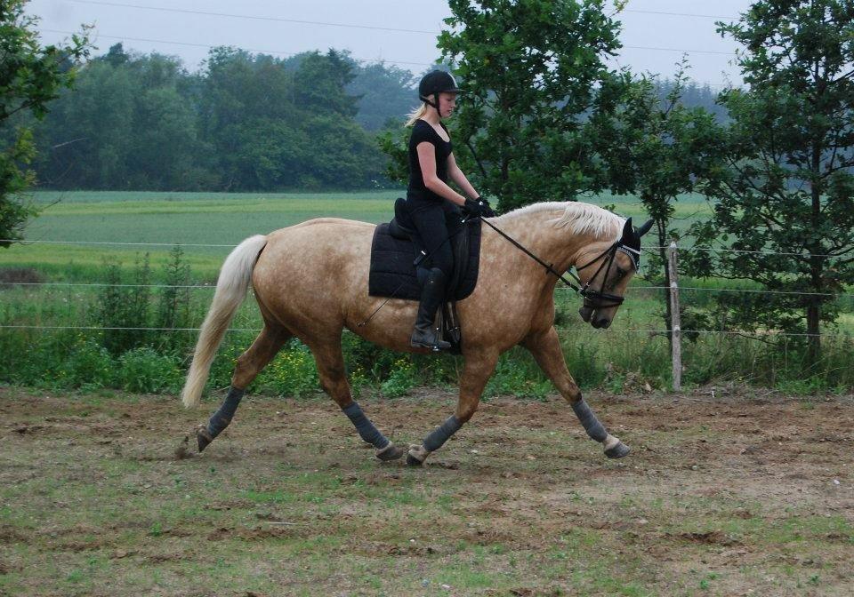 Palomino Axélls Bette Davis - Ja! Hun kan flytte sig! (: Den 7. juli 2012.. billede 17