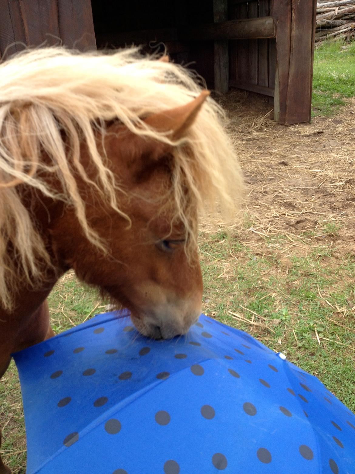 Anden særlig race Lindholms Surprice (Bertha) billede 9