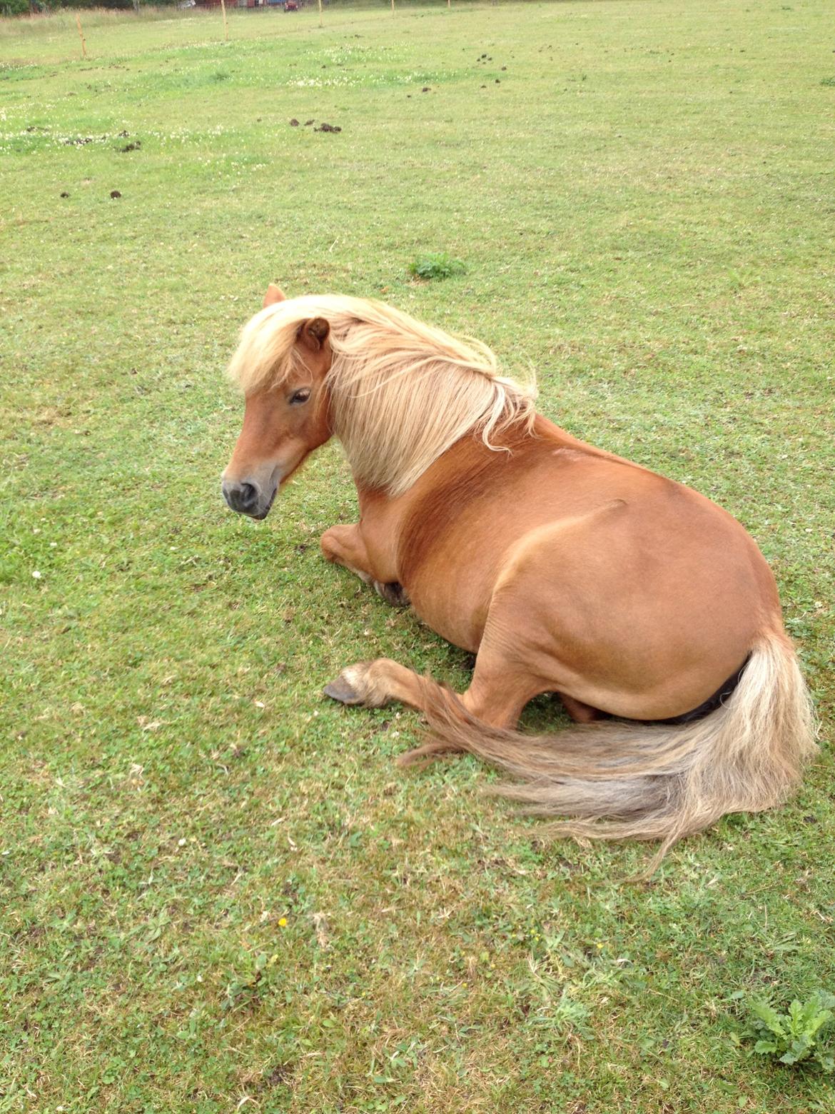 Anden særlig race Misty (min lillebror's) - Ja... man bliver jo træt en gang i mellem ;D  billede 13