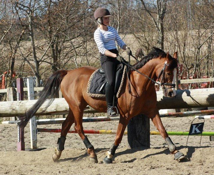 DSP Sønderlund Sharon billede 7