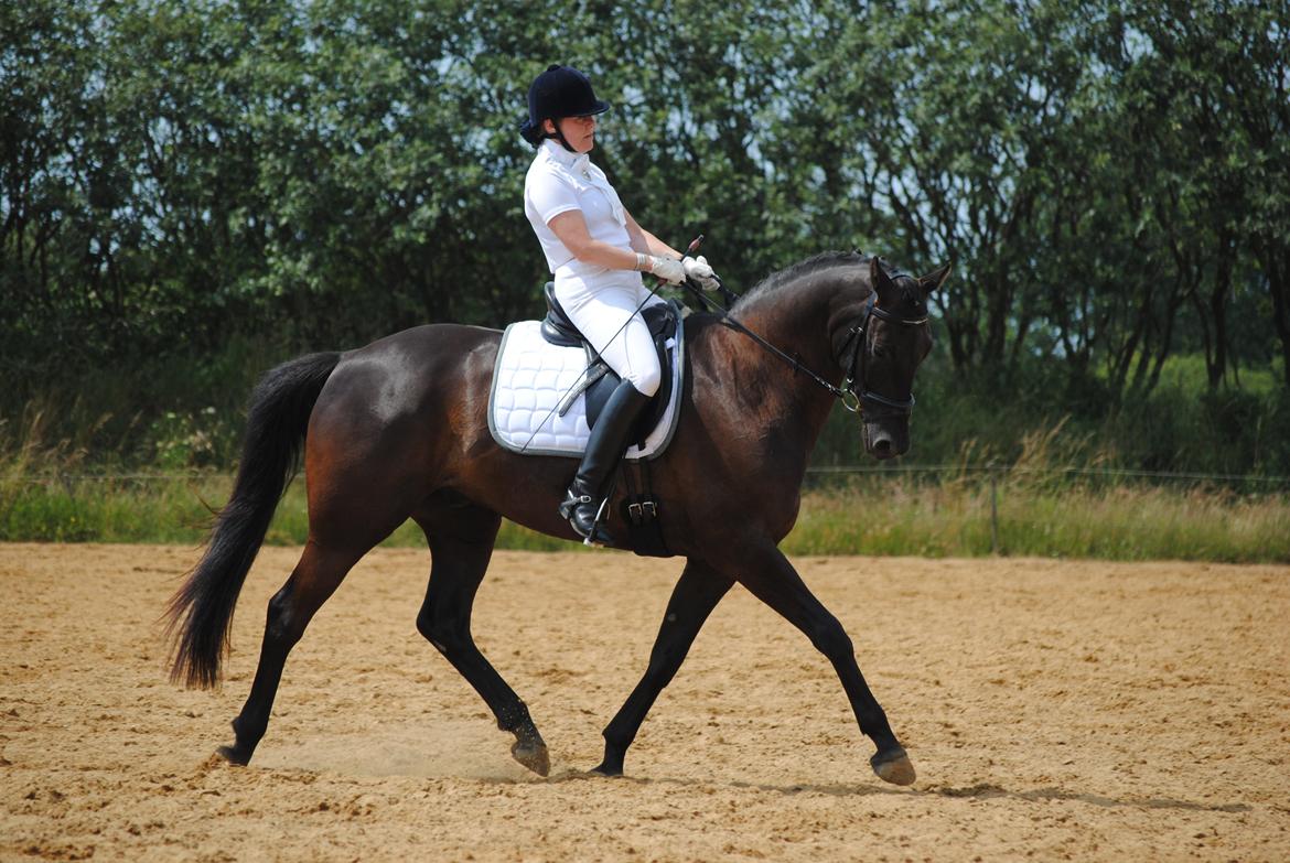 Trakehner V-Power Horsebo - Blåvandshuk 2014 billede 6