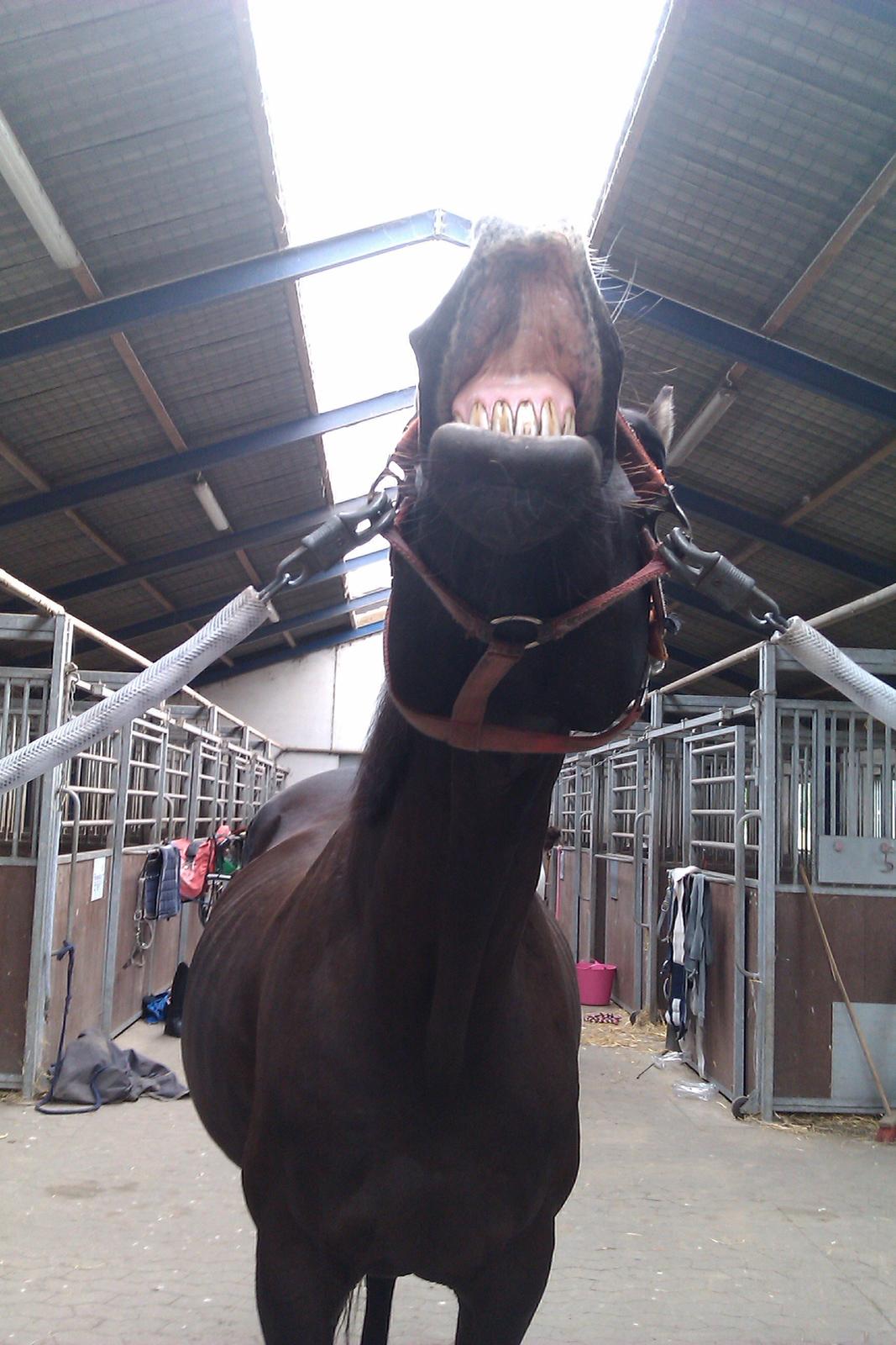 Anden særlig race Apollo - Smil til verden, og verden smiler igen. ♥
 billede 11