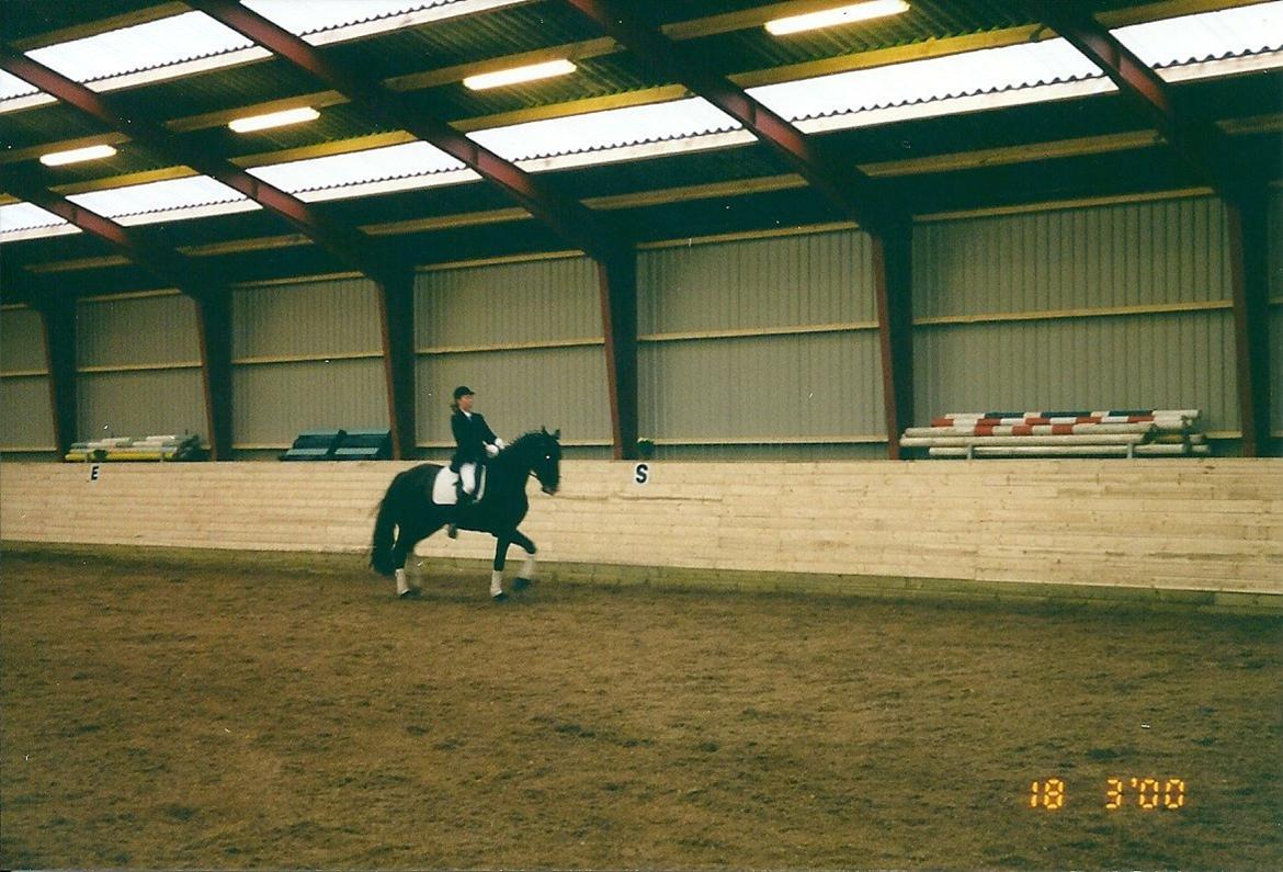 Dansk Varmblod Pandumbros Bizet billede 1