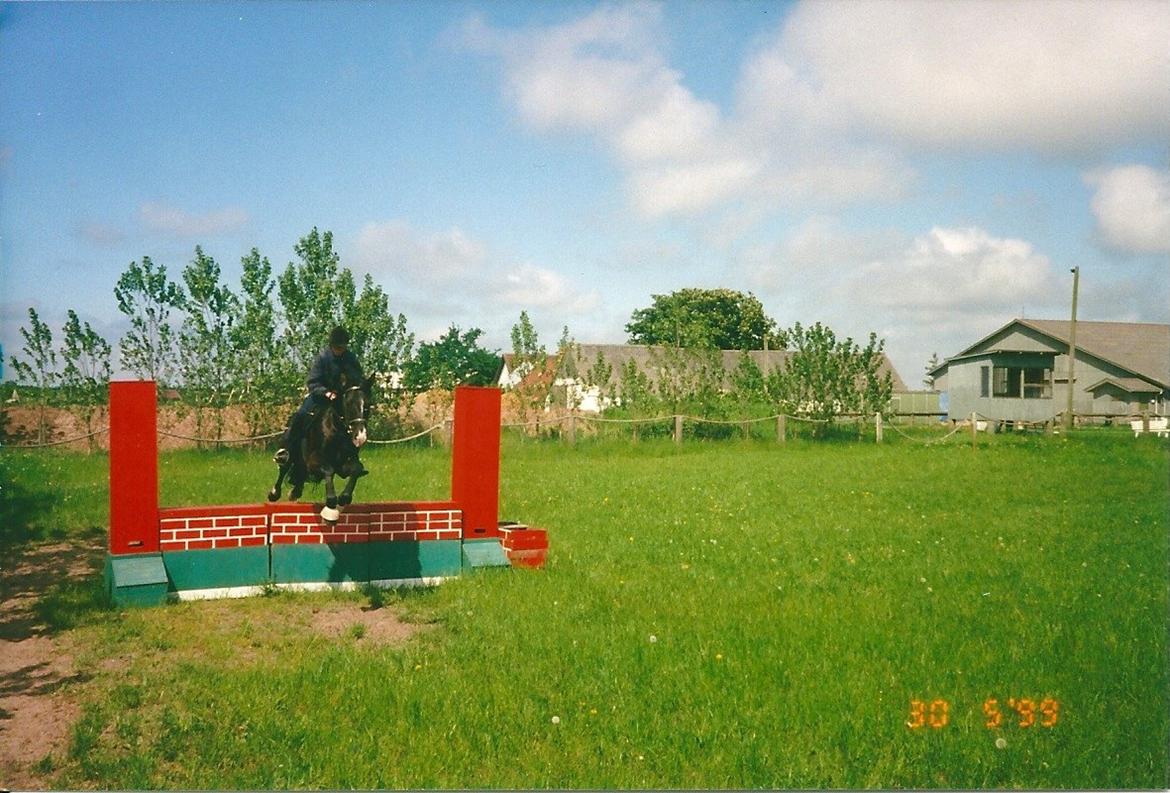 Dansk Varmblod Pandumbros Bizet billede 2