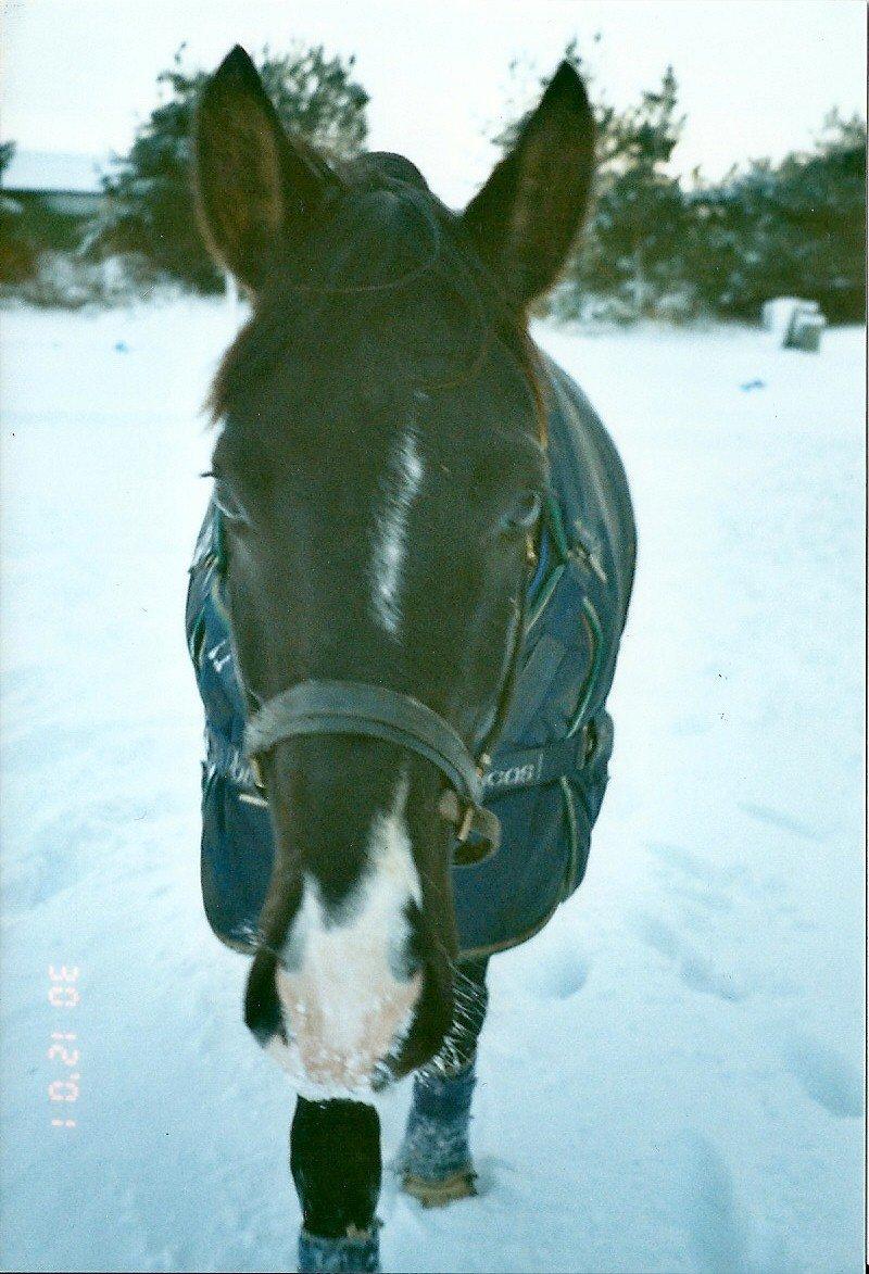 Dansk Varmblod Pandumbros Bizet billede 3
