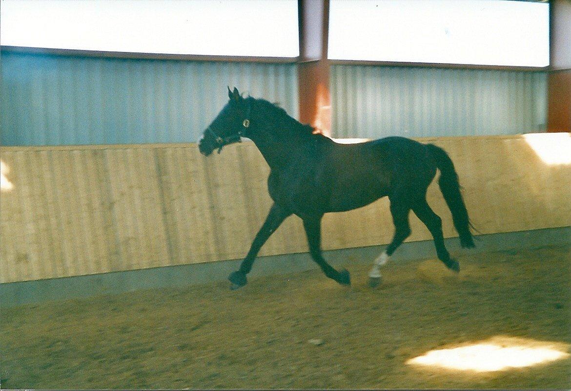 Dansk Varmblod Pandumbros Bizet billede 4