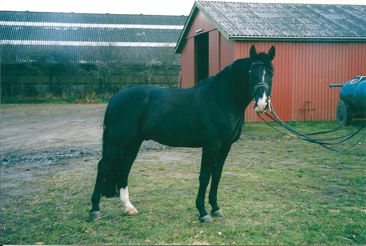 Dansk Varmblod Pandumbros Bizet - Sidste billede, mens han var i DK billede 5