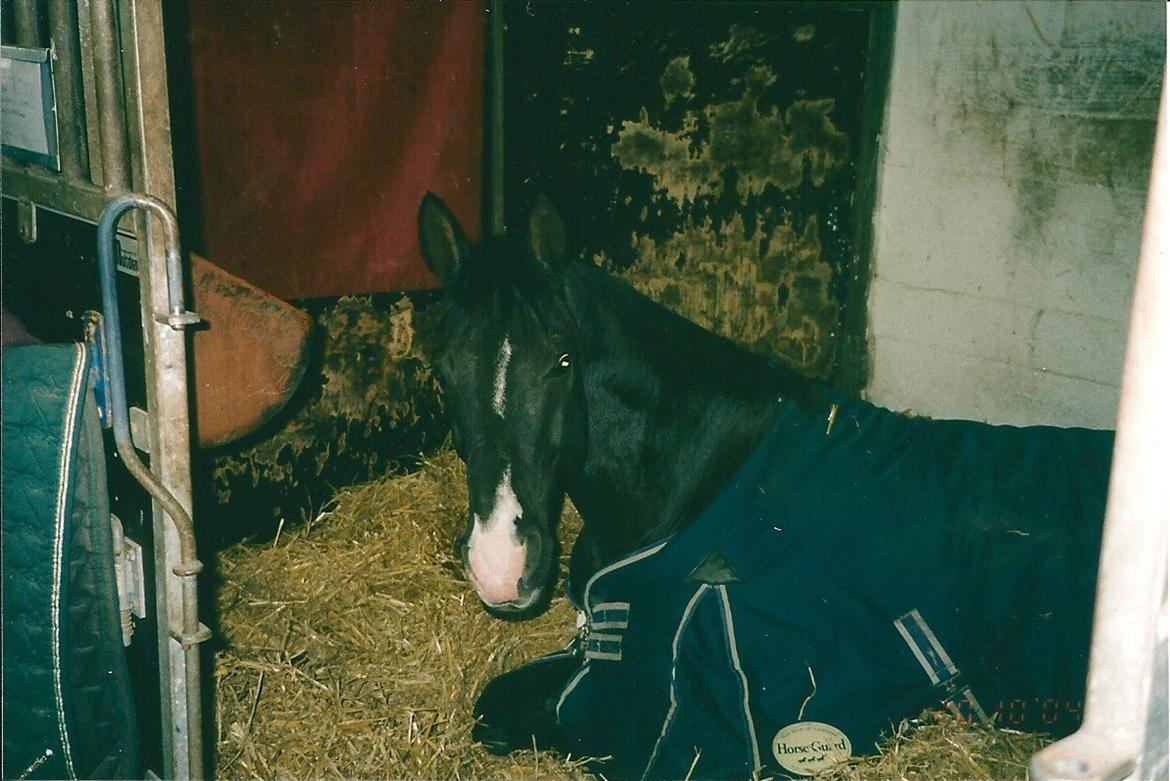 Dansk Varmblod Pandumbros Bizet - Hygge:) billede 6