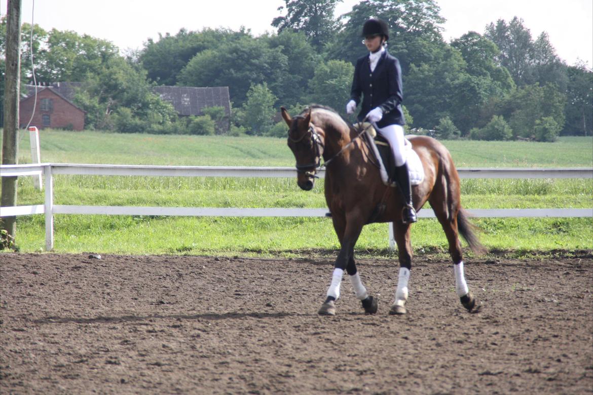 Dansk Varmblod Faster billede 16