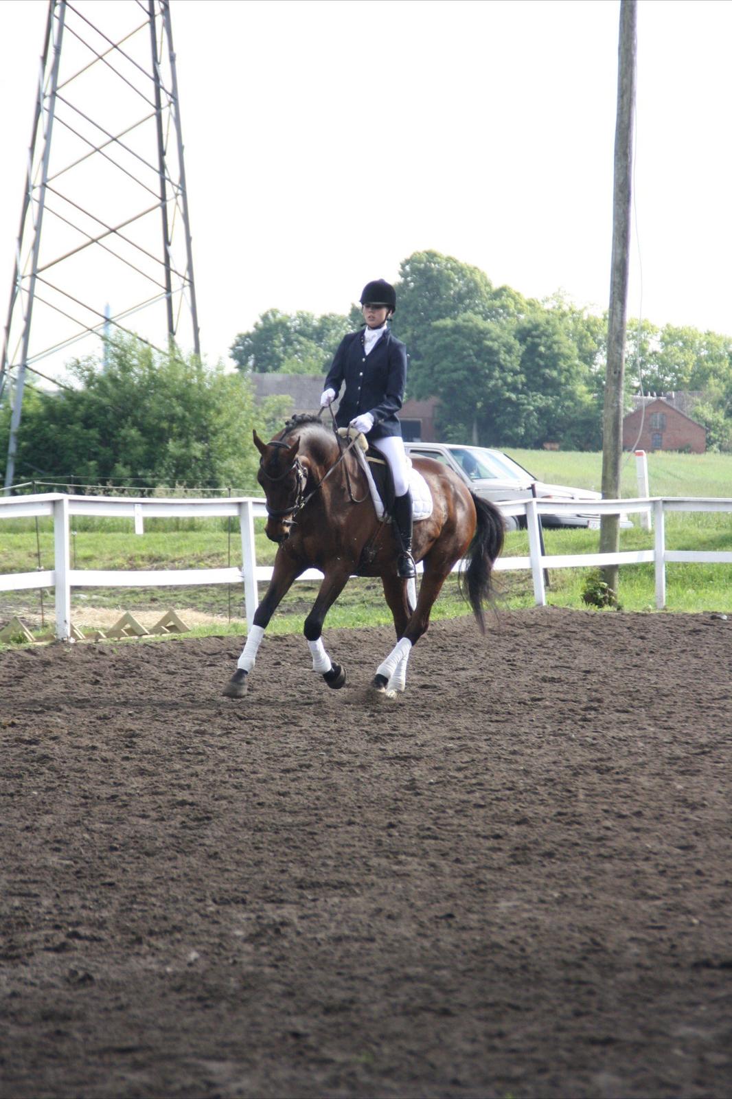 Dansk Varmblod Faster billede 17